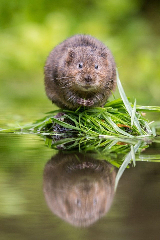 British Water Vole sitting on a rock in a river.