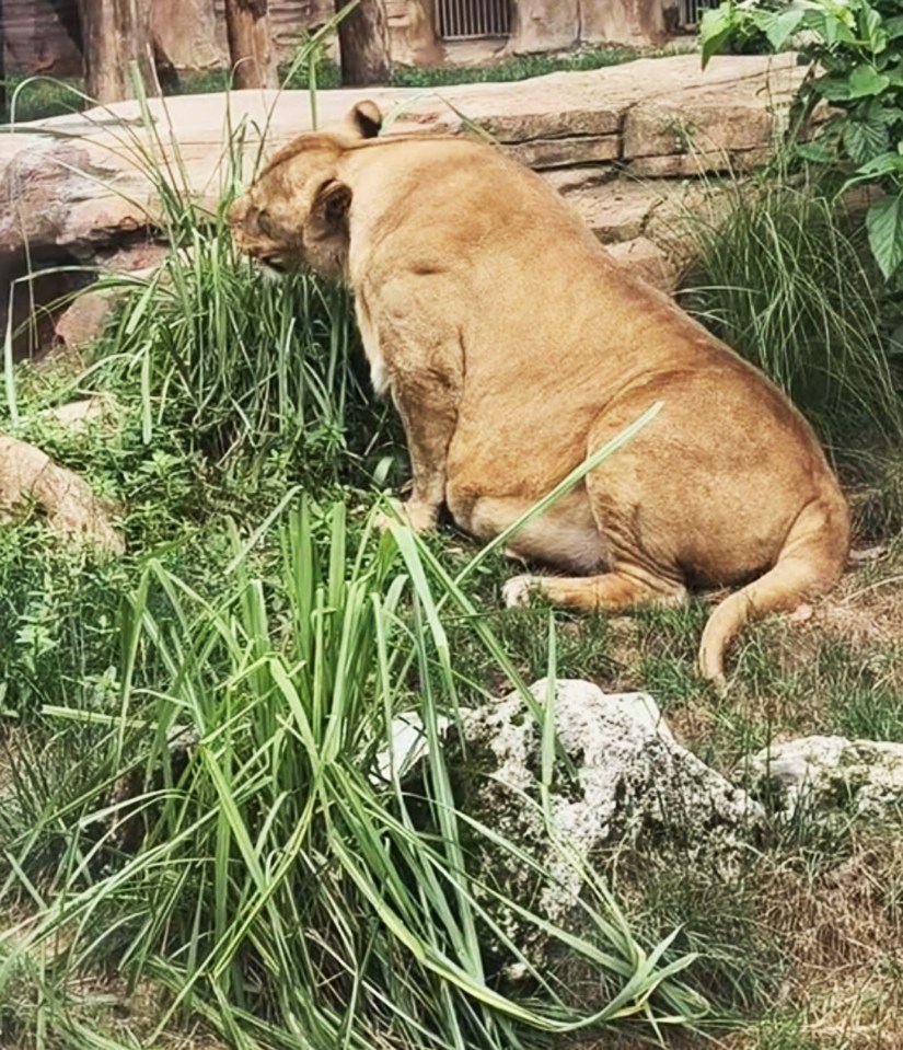 A chubby lion at the Chengdu Zoo, China, sits among tall green grass and rocks.
