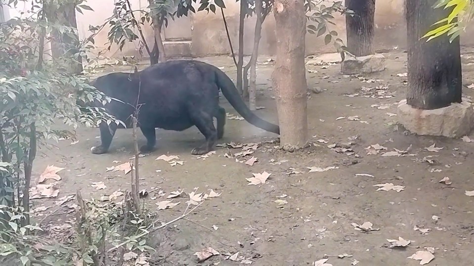 Obese black panther at Chengdu Zoo, China.