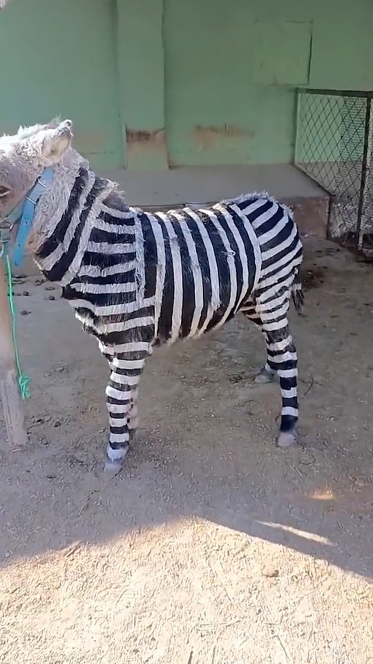 Donkey painted with black and white stripes to resemble a zebra in a zoo enclosure.