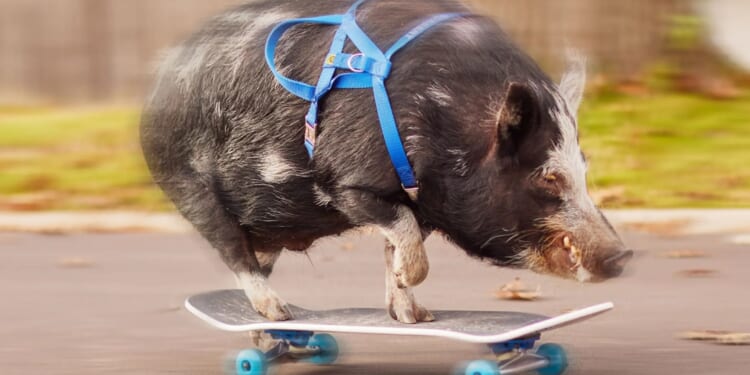 From a skateboarding pig to the world's longest custom banana car - new Guinness World Records book revealed