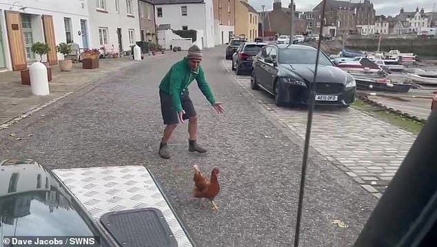 Mr Jacobs chased the chicken in to a coop before he was alerted by the worried farmer who revealed the escaped chicken was in fact his