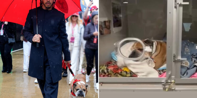 Lewis Hamilton shares worrying health update over dog Roscoe and begs fans 'keep him in your prayers'