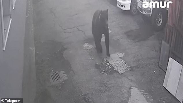 The same rampaging predator killed and scalped a woman pensioner in an attack on a sports field near a nursery school close to the centre of Russian city Petropavlovsk-Kamchatsky