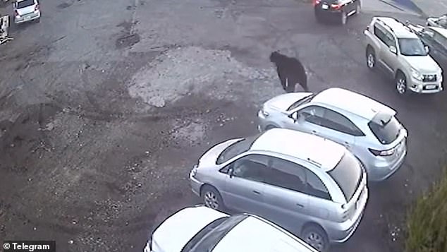 The bear responsible for these three attacks was found and shot by wildlife officers, said officials