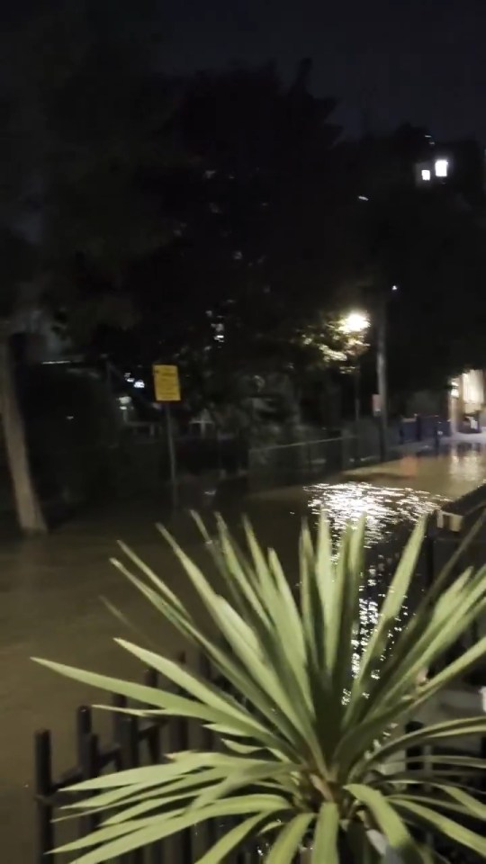 Flooded street at night with water reflecting light, showing a plant in the foreground.