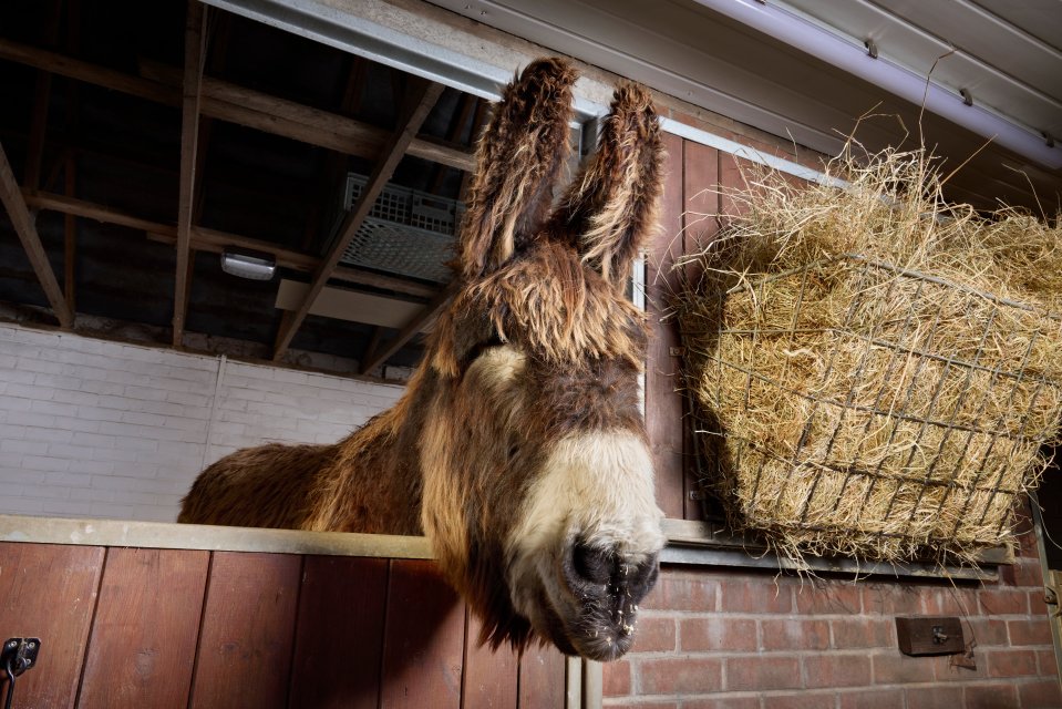 Bambou, a donkey with long ears, looking over a stall door next to a hay feeder.