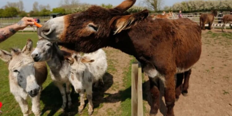 Meet the world's biggest DONKEY who lives in UK sanctuary and already towers over his keeper... despite still growing
