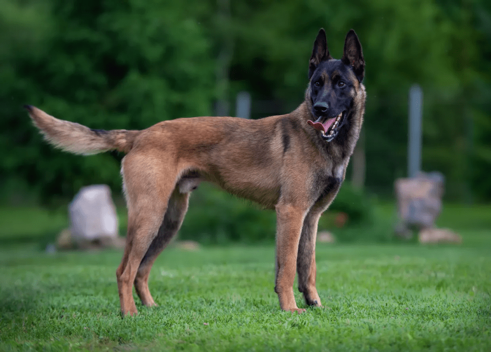 Belgian Malinois dog standing in a field.