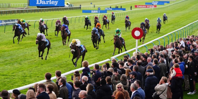 Templegate's bookie-bashing 20-1 and 16-1 tips for the Cesarewitch including one with an 'excellent engine'