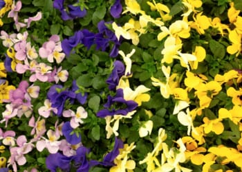 I planted this 21p Asda plant to fill my outside space with ' rainbow of colour' all Autumn, reveals Gardening Pro