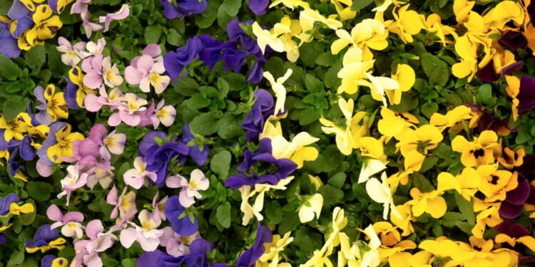 I planted this 21p Asda plant to fill my outside space with ' rainbow of colour' all Autumn, reveals Gardening Pro