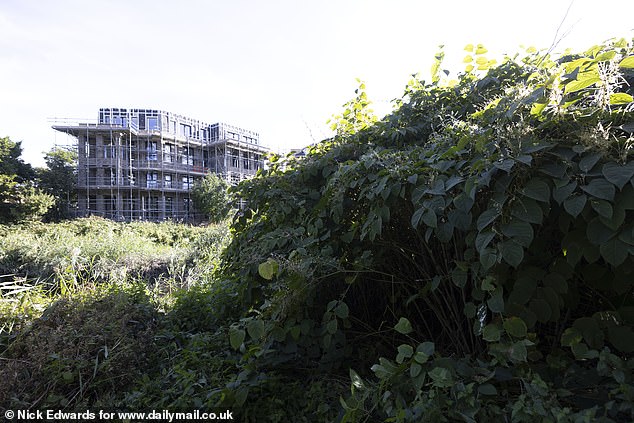 Pictured: Japanese knotweed growing along the River Roding - a nearby development is being built opposite