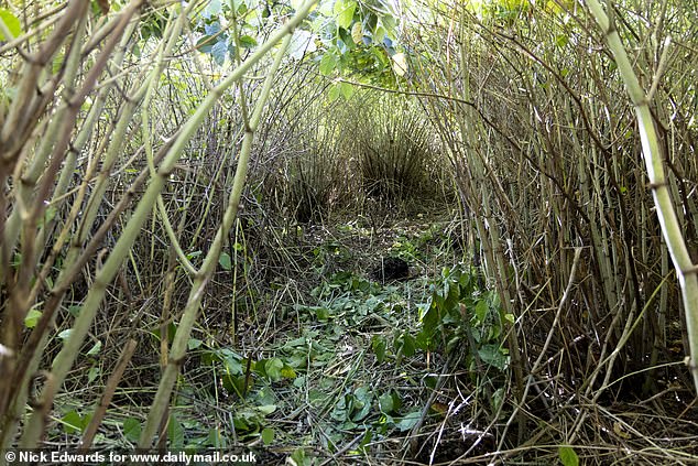 Pictured: Jungle-like enclaves that have formed along the riverbed of the River Roding