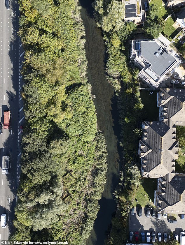 Pictured: An aerial image of the River Roding surrounded by knotweed and reed beds near newbuild homes