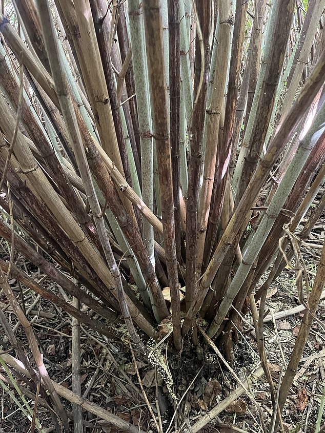 Pictured: A Japanese knotweed plant growing by the side of the River Roding