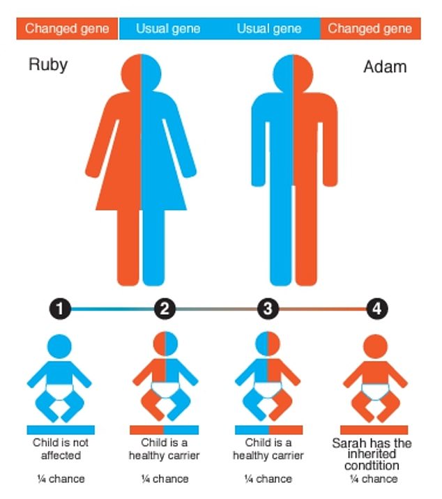 This graphic, from NHS material distributed to couples in Bradford, explains some of the genetic risks of having children with a close relative. Two parents with a recessive gene have an increased chance of having a child with an inherited condition