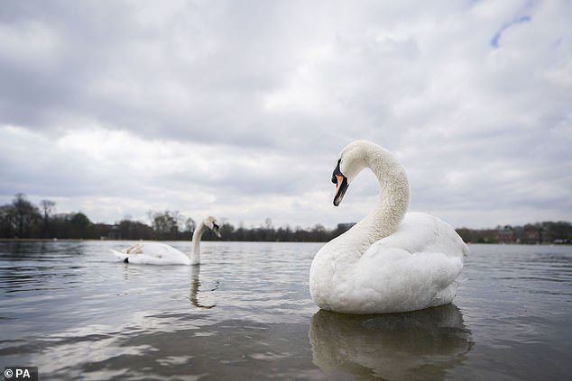 The Guardian reported in 2003, just as mass migration from the EU was beginning to increase, that at least 100 swans had gone missing from stretches of water in East London