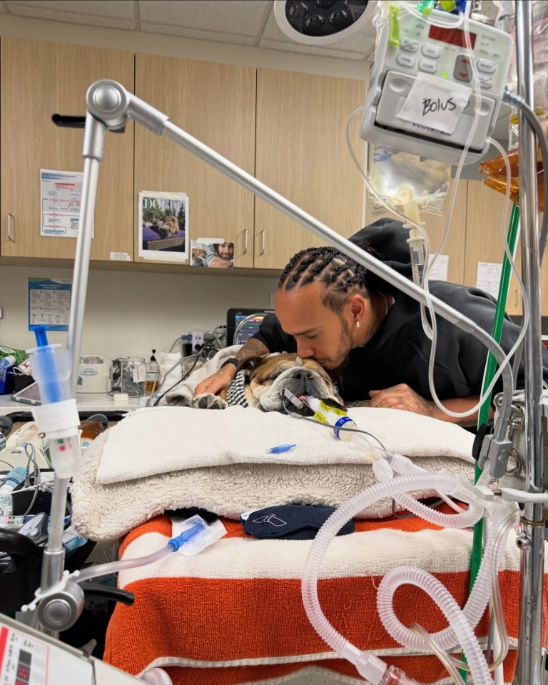 Lewis Hamilton kisses his dog Roscoe, who is lying on a bed with medical equipment.