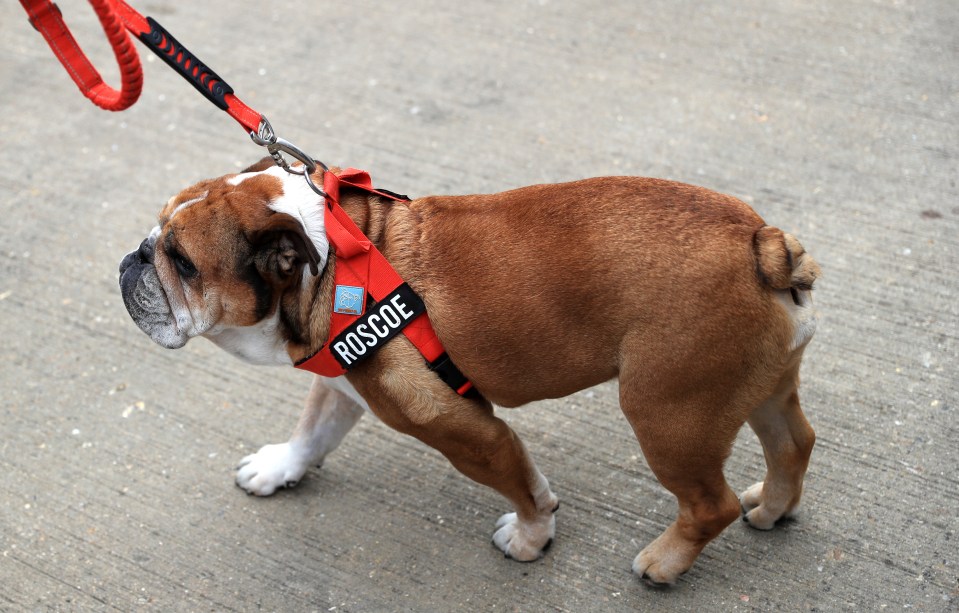 Lewis Hamilton's dog, Roscoe, a tan and white bulldog, wearing a red harness with his name on it.