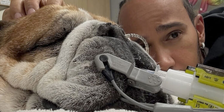 Roscoe Hamilton's trainer shares health update after F1 legend Lewis missed Ferrari event with beloved dog in coma