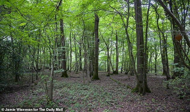 Glover's Wood, a Site of Special Scientific Interest and home to rare bat species
