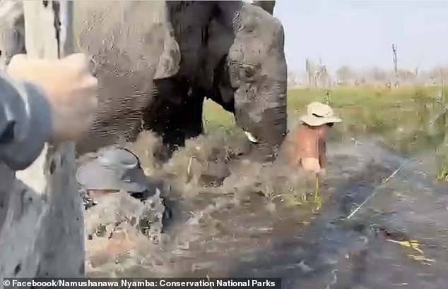 The four tourists on both canoes are tipped into the crocodile-infested waters of the Delta. A second video showed how it returned to attack one of the tourists