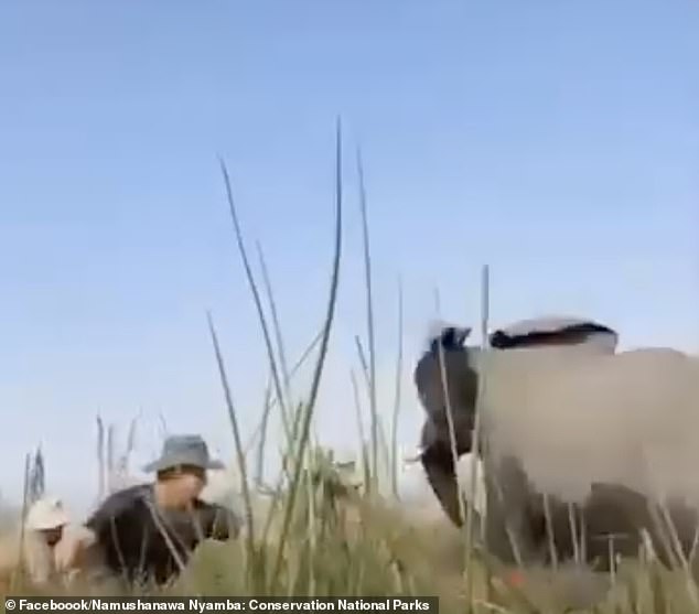 After seeing the video, a South African game ranger said: ''They had a very lucky escape indeed because all four could just have easily been killed by that angry bull.