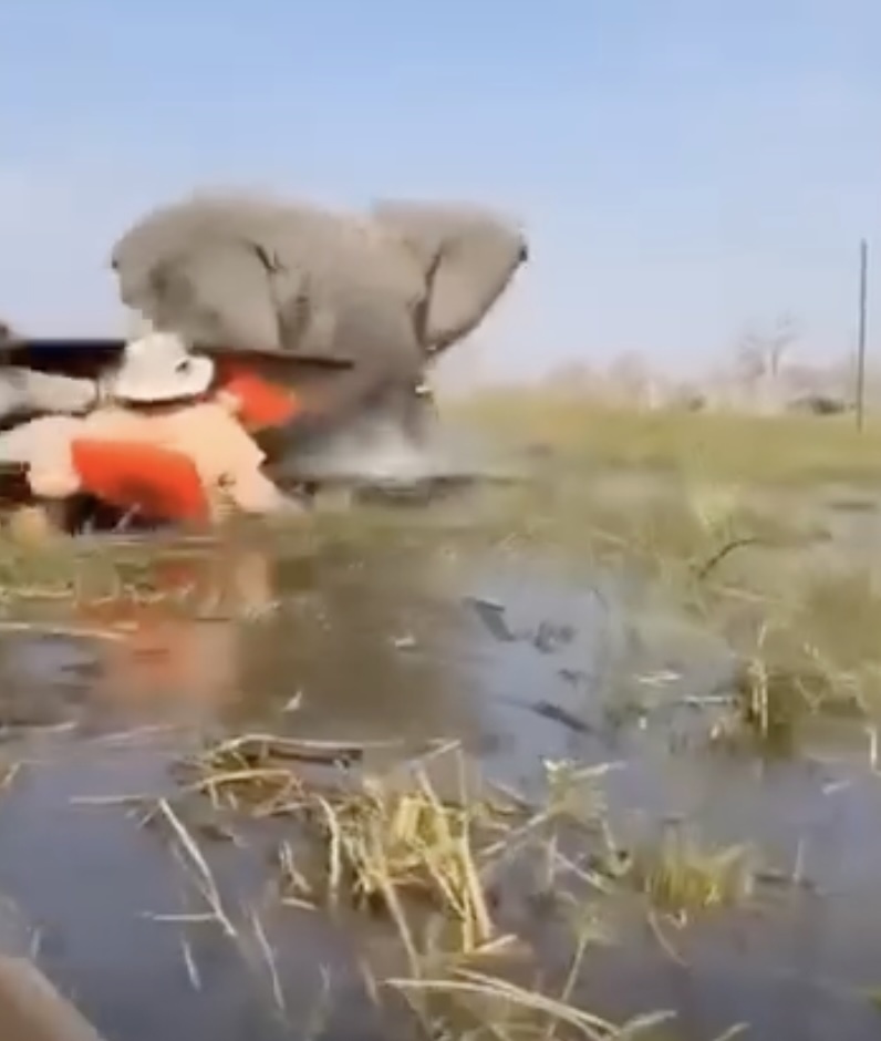 An elephant flipping a safari canoe with people into the water.