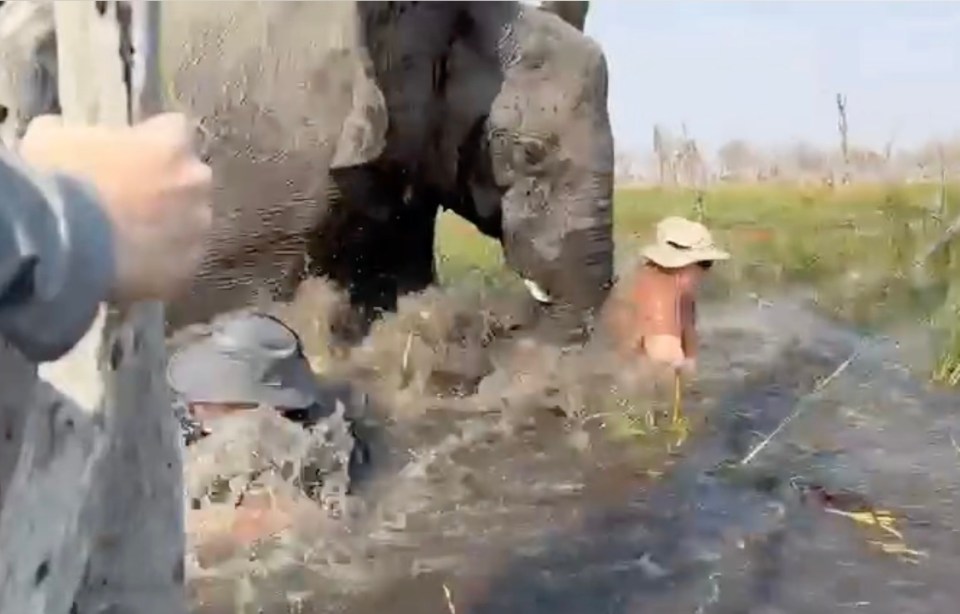 A large elephant standing in shallow water, with two people partially submerged in the water nearby.