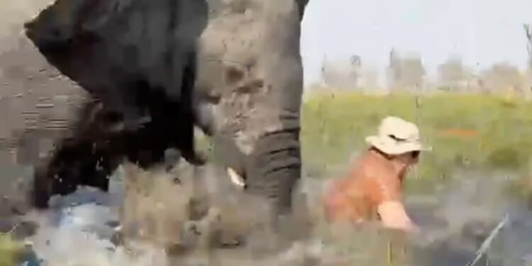 Terrifying moment charging 6-ton bull elephant flips two British couples out of safari canoe & tries to trample them