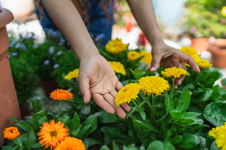 Hands of a gardener inspecting yellow pot marigold flowers in a nursery.