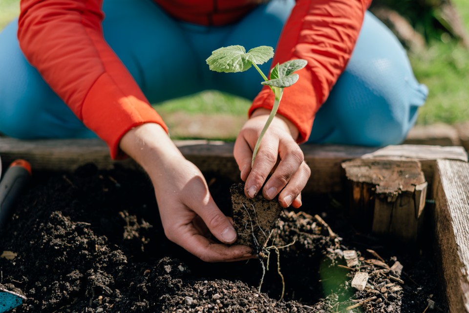 A woman's hands planting a small green seedling with roots in dark soil in a garden bed.