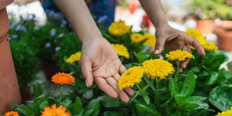 The £3.99 plant you need to grow in October for a striking colour that blooms all winter long