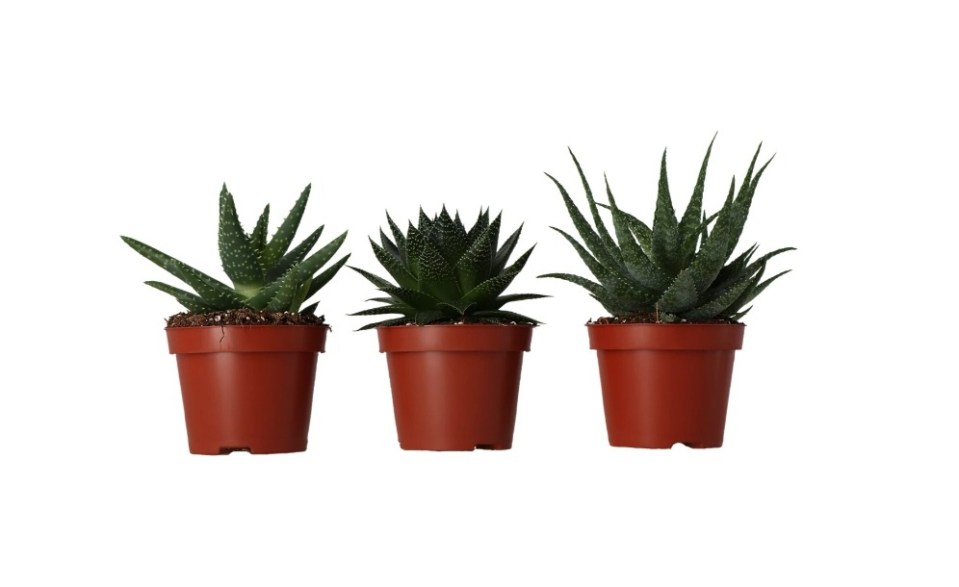 Three potted succulent plants.