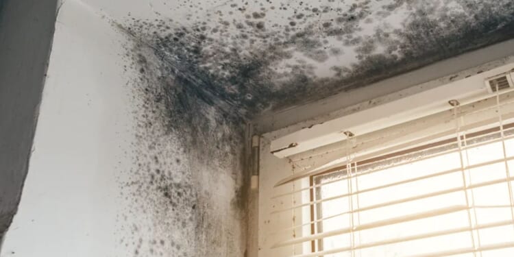 Keep your home mould free this winter with B&Q's £1.60 buy - and it's great for your skin too