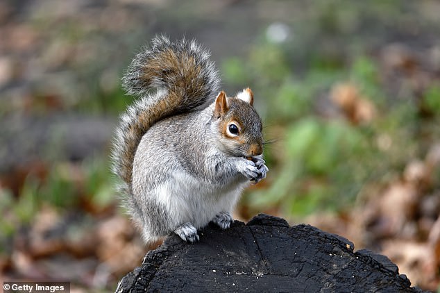 Ryan was mistaken for a squirrel while hunting with friends, according to local officials