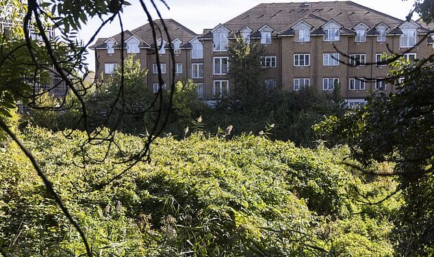 Pictured: A combination of reed beds and Japanese knotweed encroaching on nearby homes