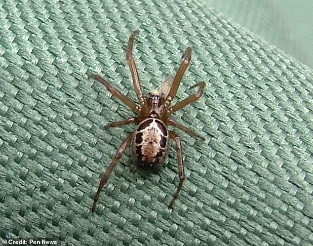 The noble false widow is 'widely regarded as the most dangerous spider breeding in Britain,' according to a 2020 paper by Clive Hambler, an Oxford University zoologist