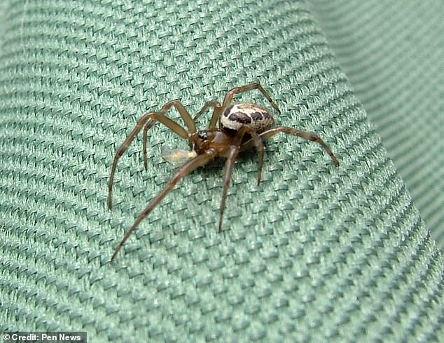 A bite from 'Britain's most dangerous spider' left a man in agonising pain when his leg turned black