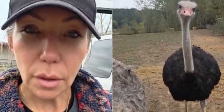 Canadian Katie Pasitney filmed a video appealing to President Donald Trump to intervene to save the lives of nearly 400 ostriches on a British Columbia farm.