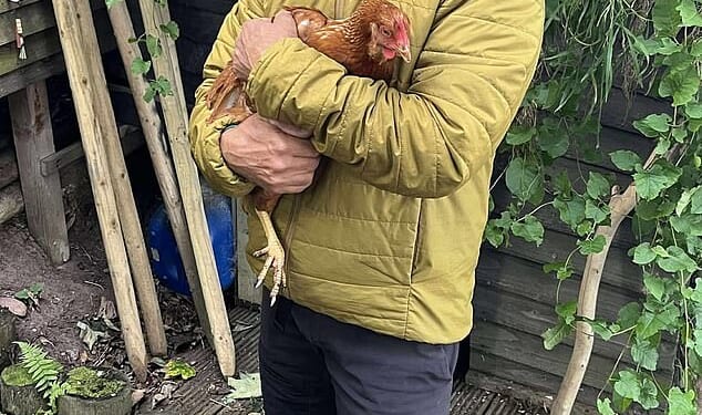 A brave chicken who hitched a ride on the back of a Land Rover for 25 miles was eventually spotted by Dave Jacobs, 58, (pictured) who reunited it with its owner