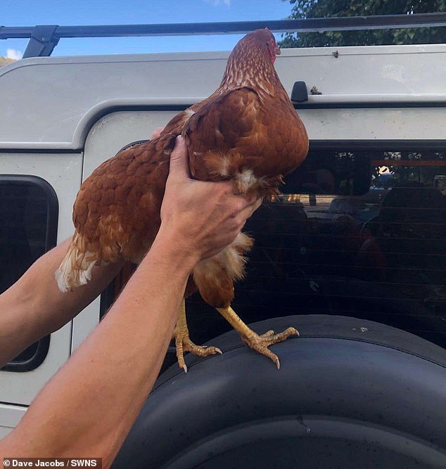 The runaway bird escaped from its farm and travelled to Stonehaven in Aberdeenshire much to the surprise of its owner
