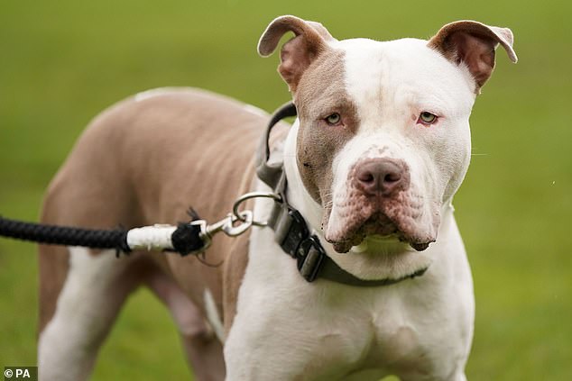 XL bully dogs were banned in December 2023 after a spate of attacks connected to them (file photo)