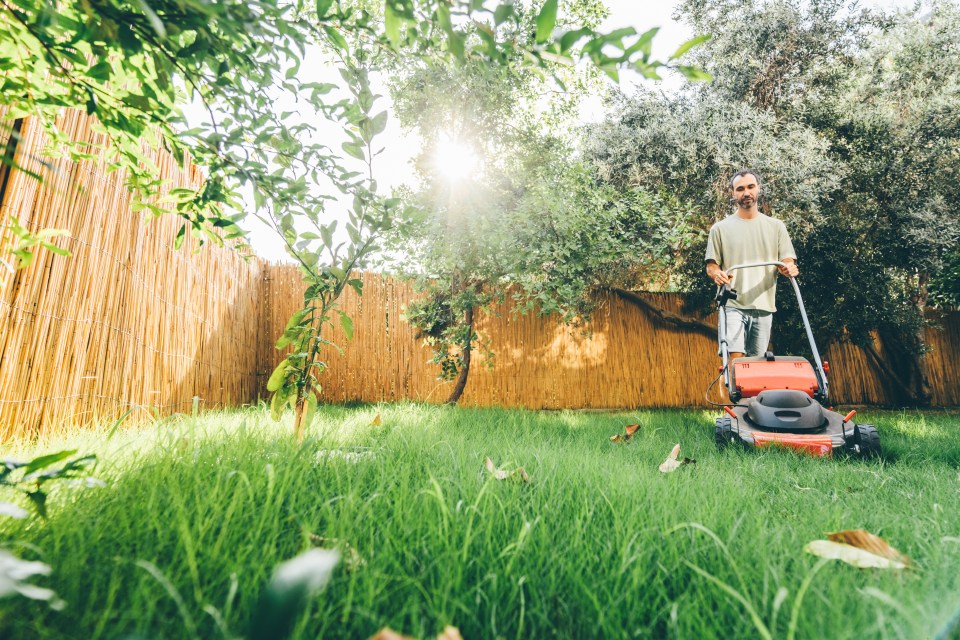 Man mowing lawn with push mower.