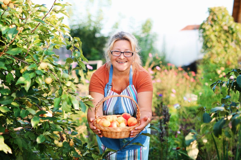 A smiling, pretty, elderly woman in glasses and an apron is working in a summer garden, picking fruits, harvesting against a background of flowers. Hobbies in retirement