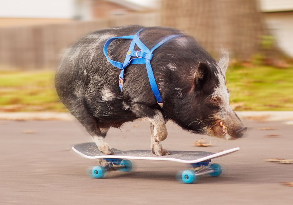 Norbert the pig on a skateboard.