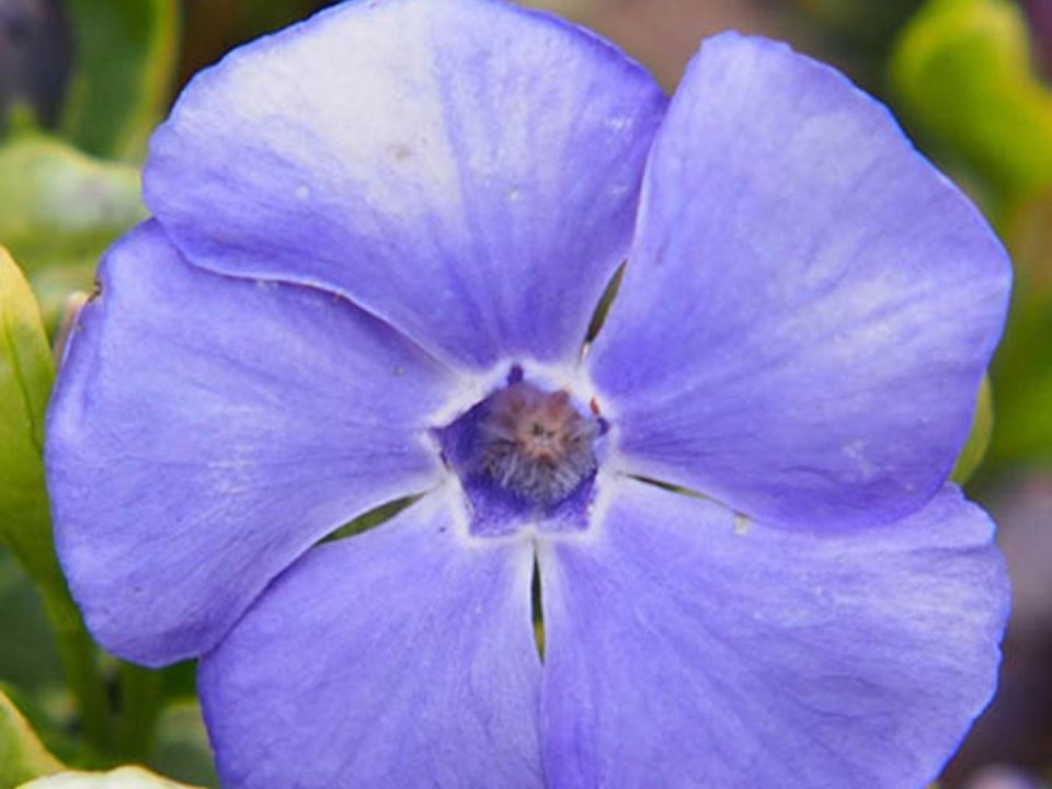Close-up of a light purple flower.