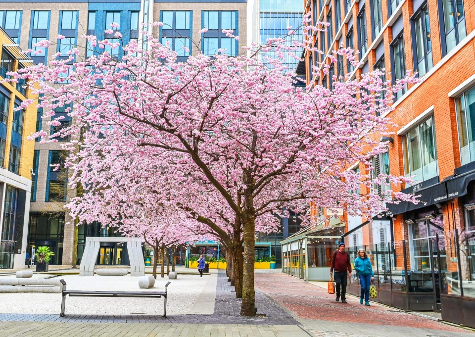 Cherry blossom trees in a city setting.