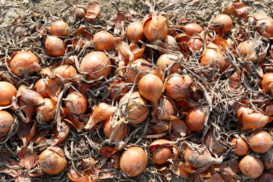 WW834W Harvest, onions, Faenza, Emilia Romagna, Ravenna, Italy